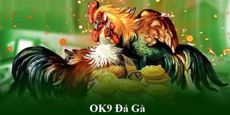 Đá gà OK9 – Sân Chơi Của Những Trận Thư Hùng Gay Cấn