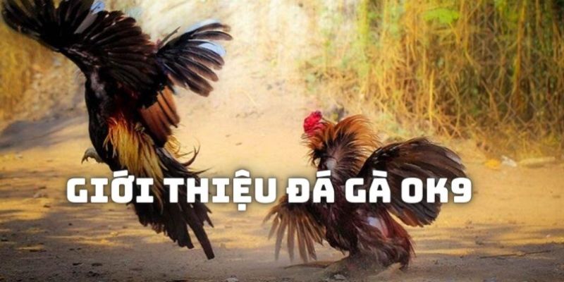 Đặt cược đá gà OK9 siêu vip 2025