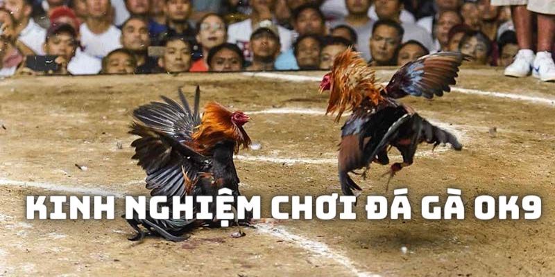 Tips chọn hùng kê rinh thưởng khủng nhất