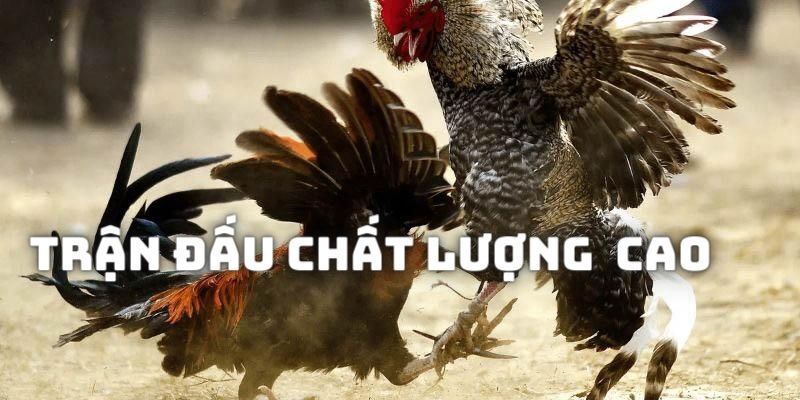 Tiến trình thi đấu tại sảnh chọi kê lừng danh